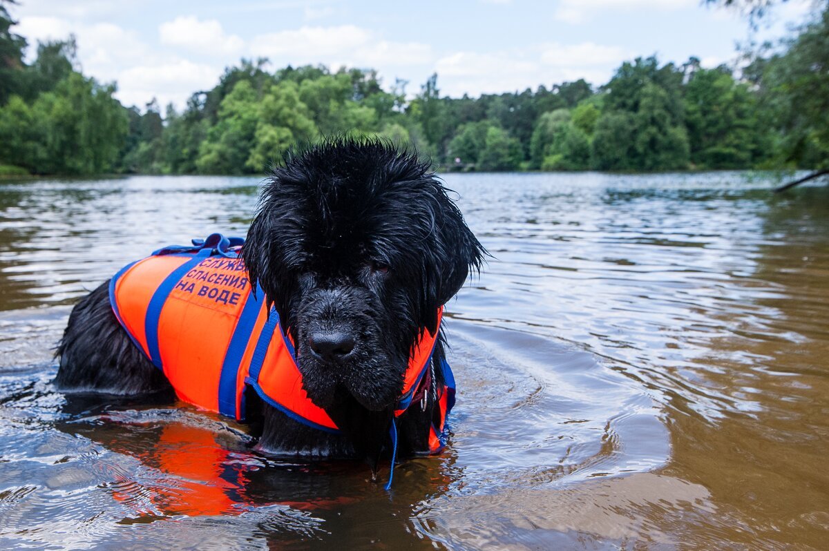 Собака водолаз спасатель