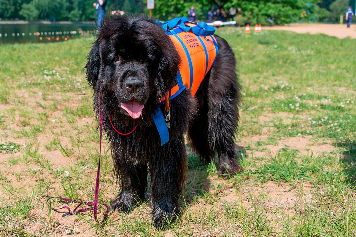 Самая большая собака спасатель