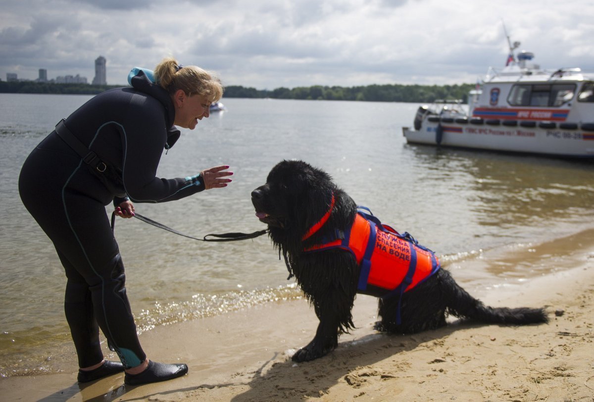 Собака спасатель ньюфаундленд