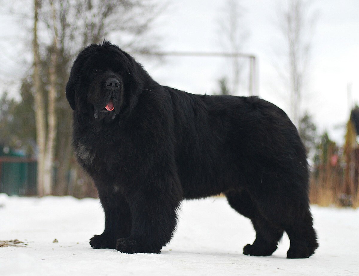 Собаки спасатели породы ньюфаундленд