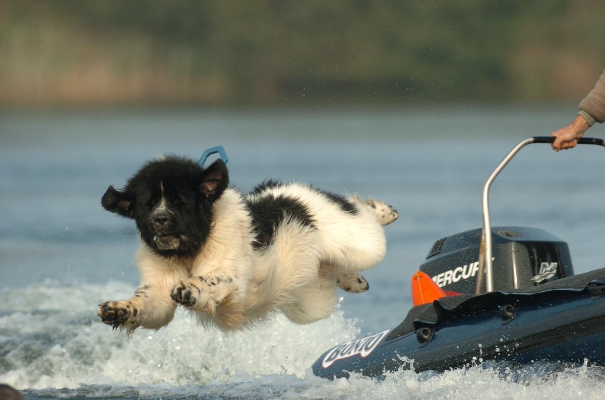 Охотничья собака водолаз