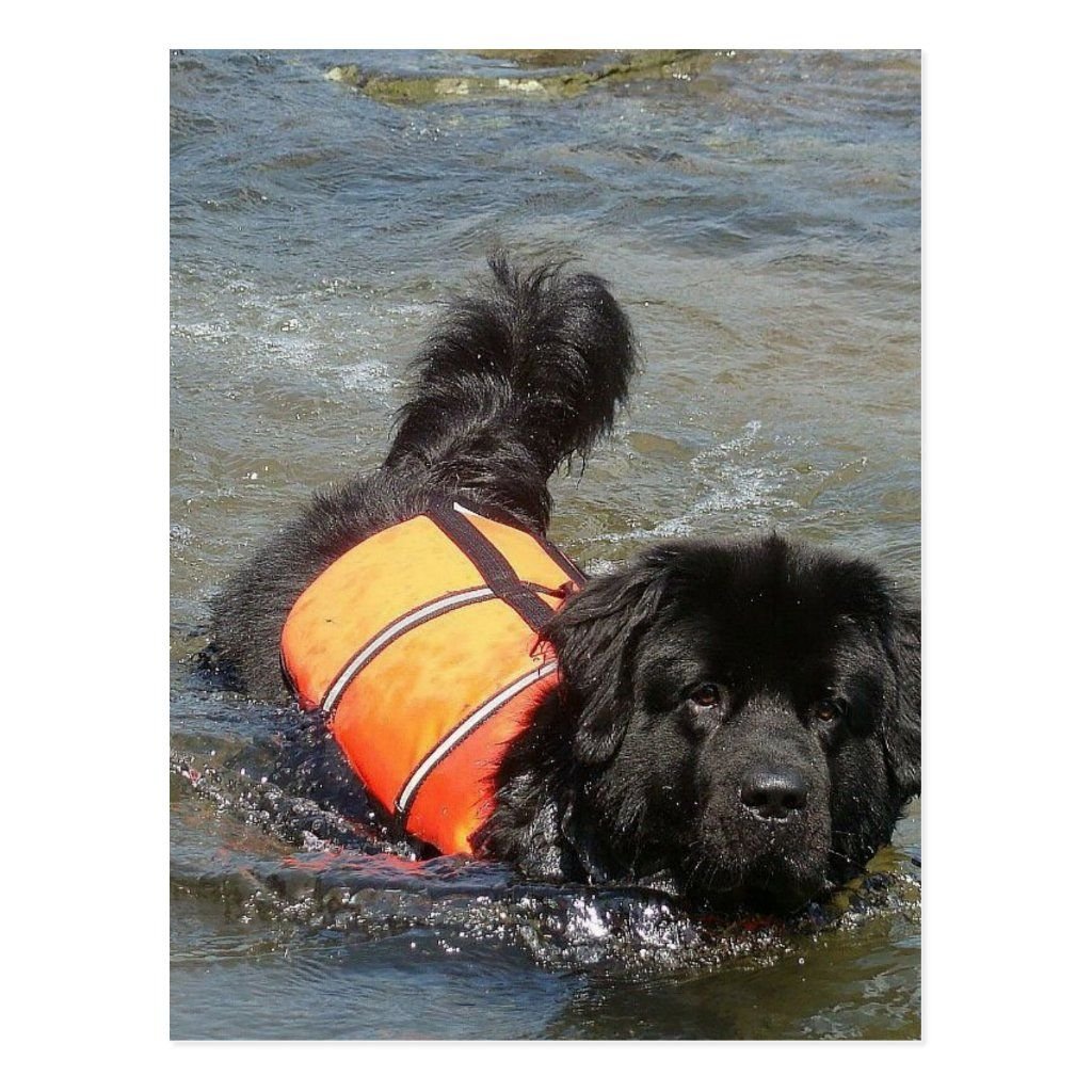 Собака спасатель черная