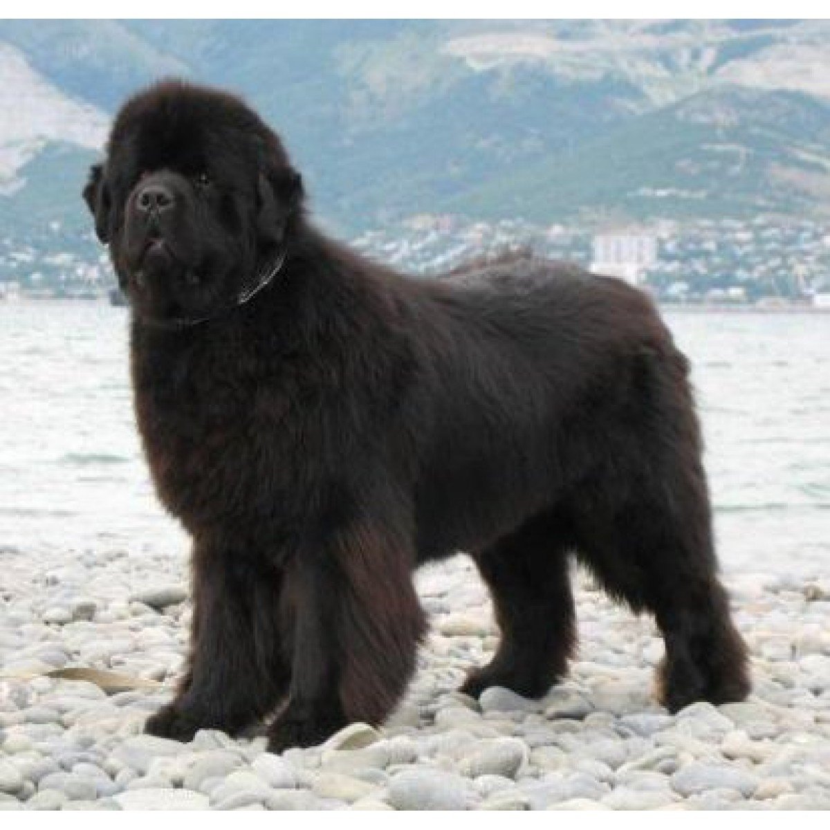 Собака спасатель ньюфаундленд