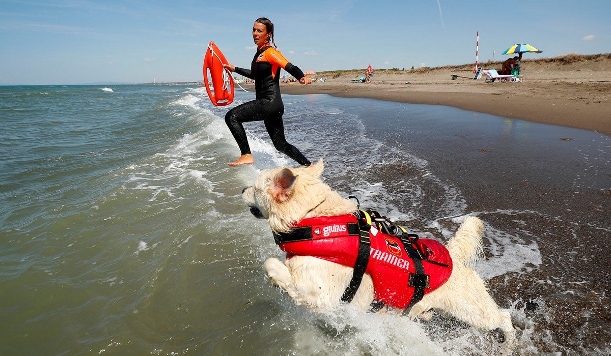 Собака спасатель на воде