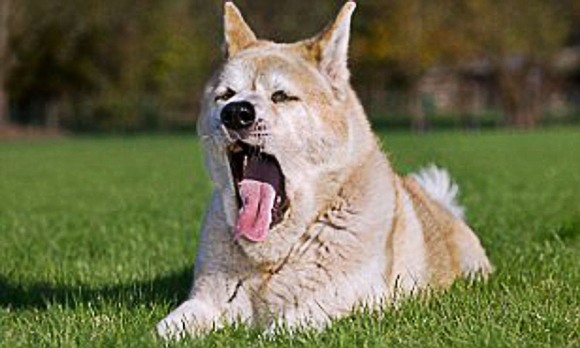 Почему собака зевает. Акита-ину. Акита ину оскал. Акита ину с волком. Собака зевает.