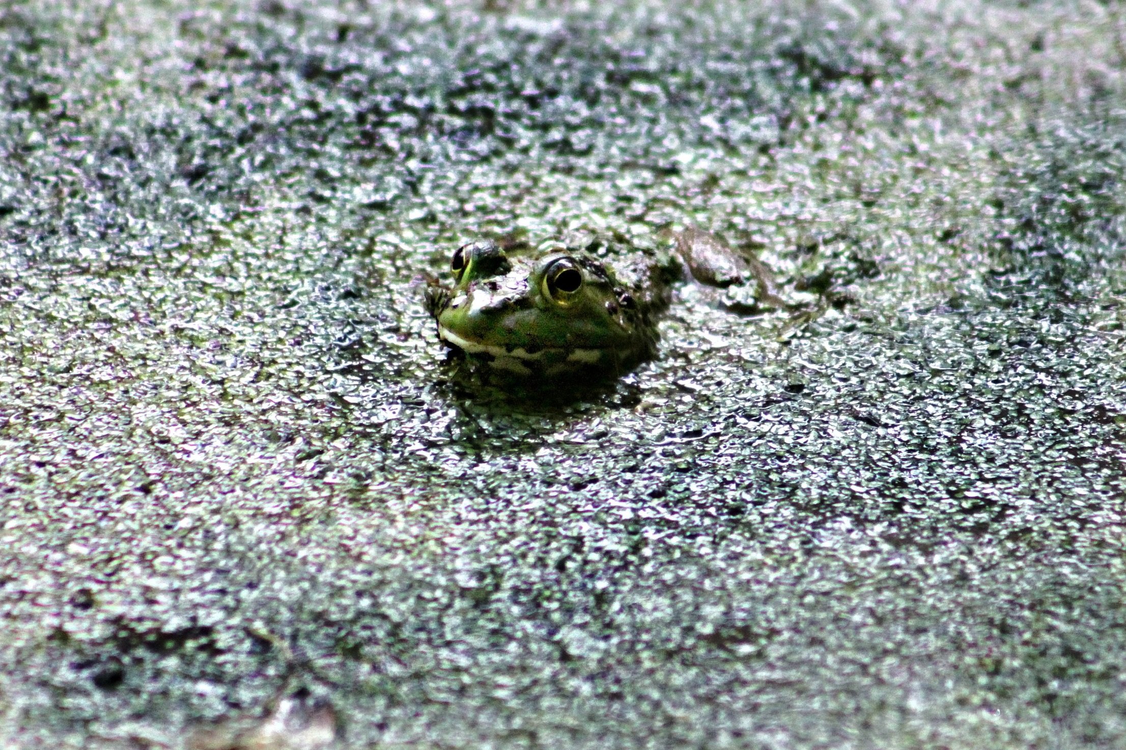 Найди лягушку. Стая лягушек. Икра зеленой Жабы. Зеленая жаба малек. Экология амфибий.