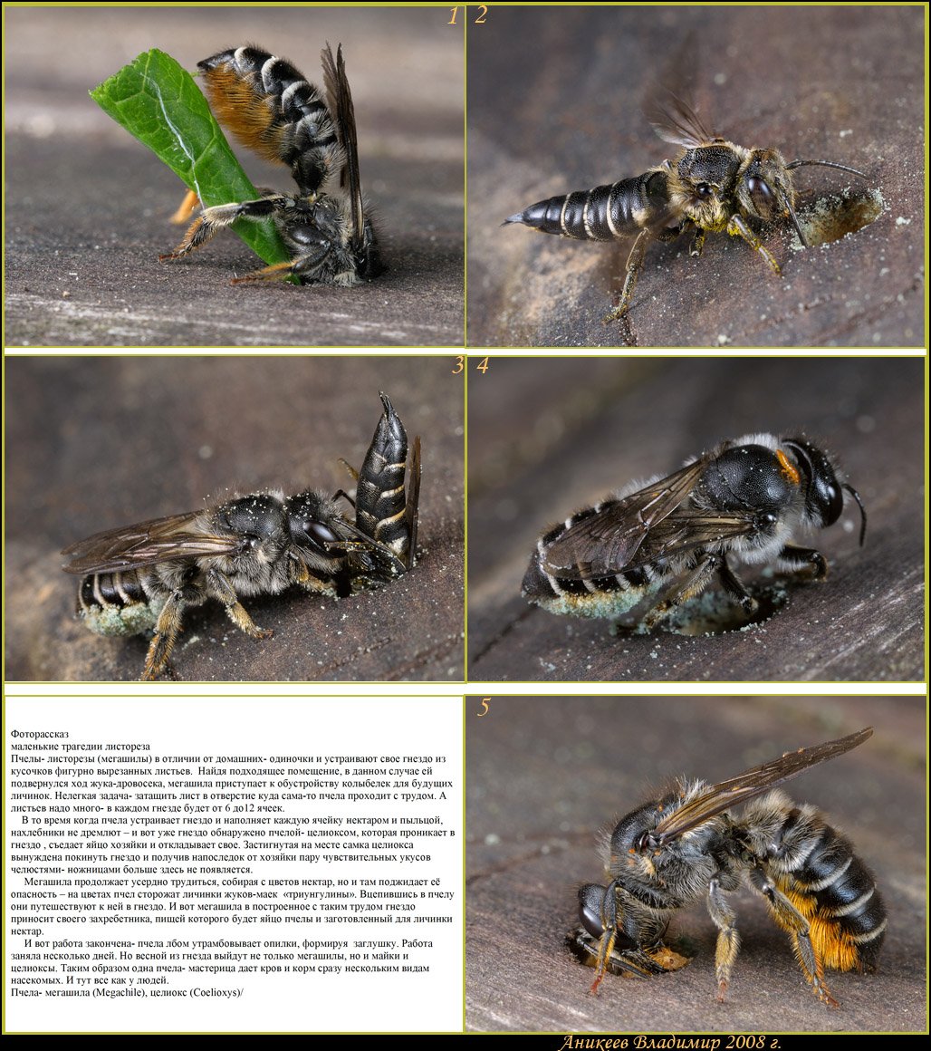 Пчела листорез личинка