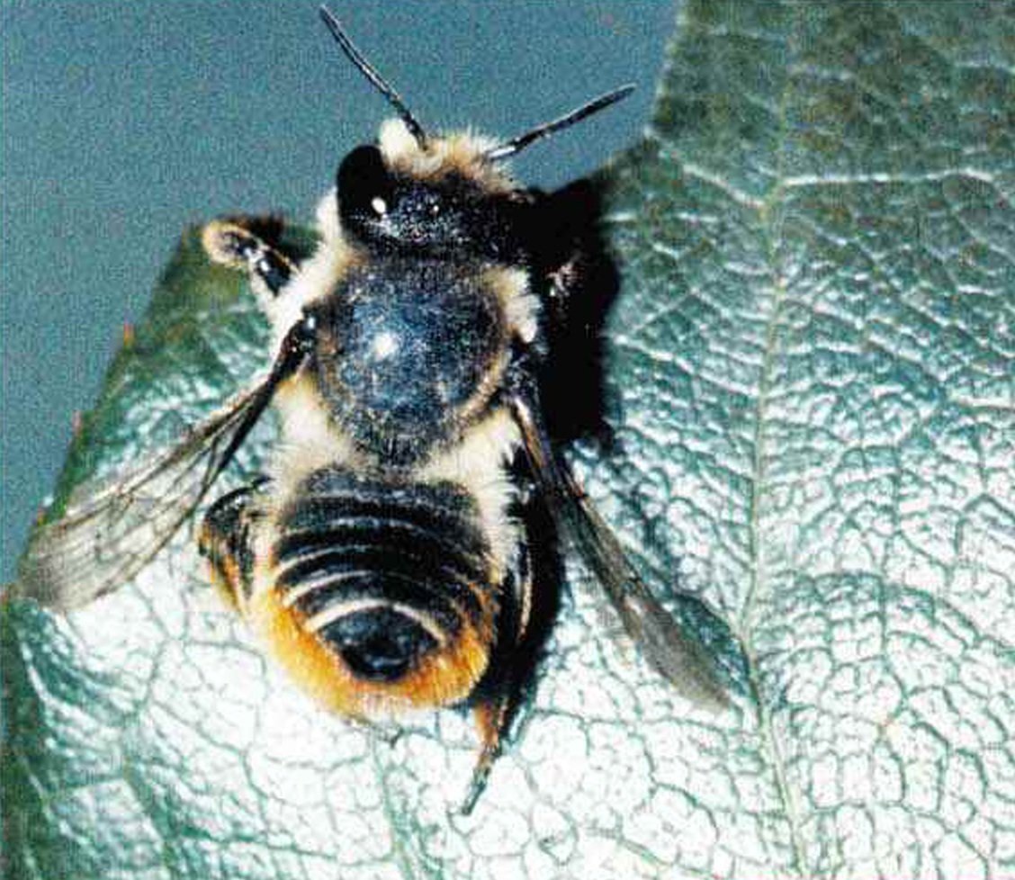 Люцерновая Листорезная пчела