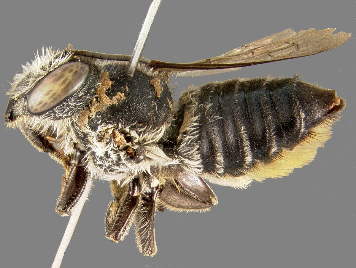 Megachilidae INATURALIST