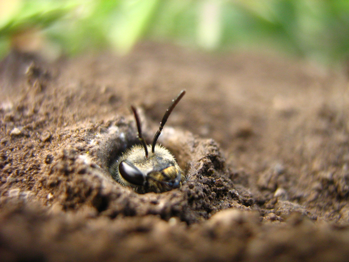 Гнездо пчелы ЛИСТОРЕЗА