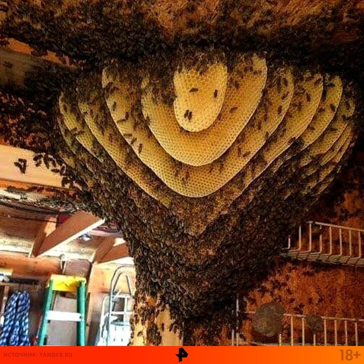 Улей в разрезе