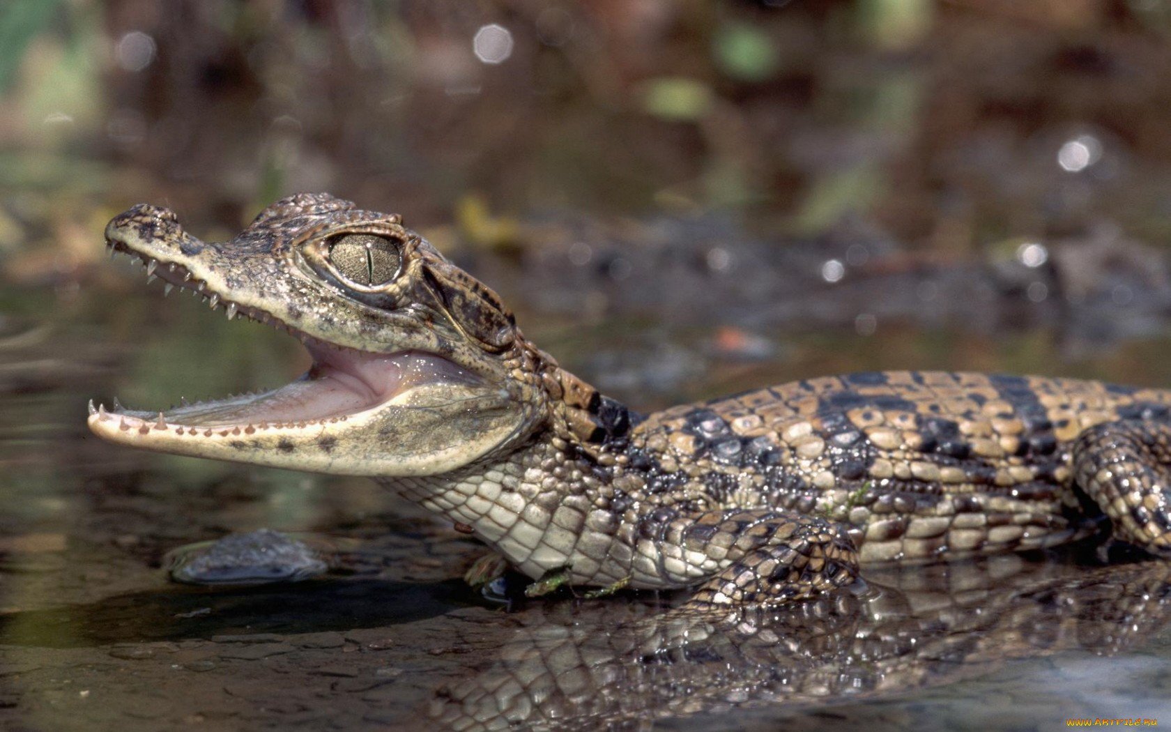 Крокодилы хамелеон. Пресмыкающиеся крокодил. Аллигатор пресмыкающихся. Крокодил Кайман карликовый. Сиамский крокодил.