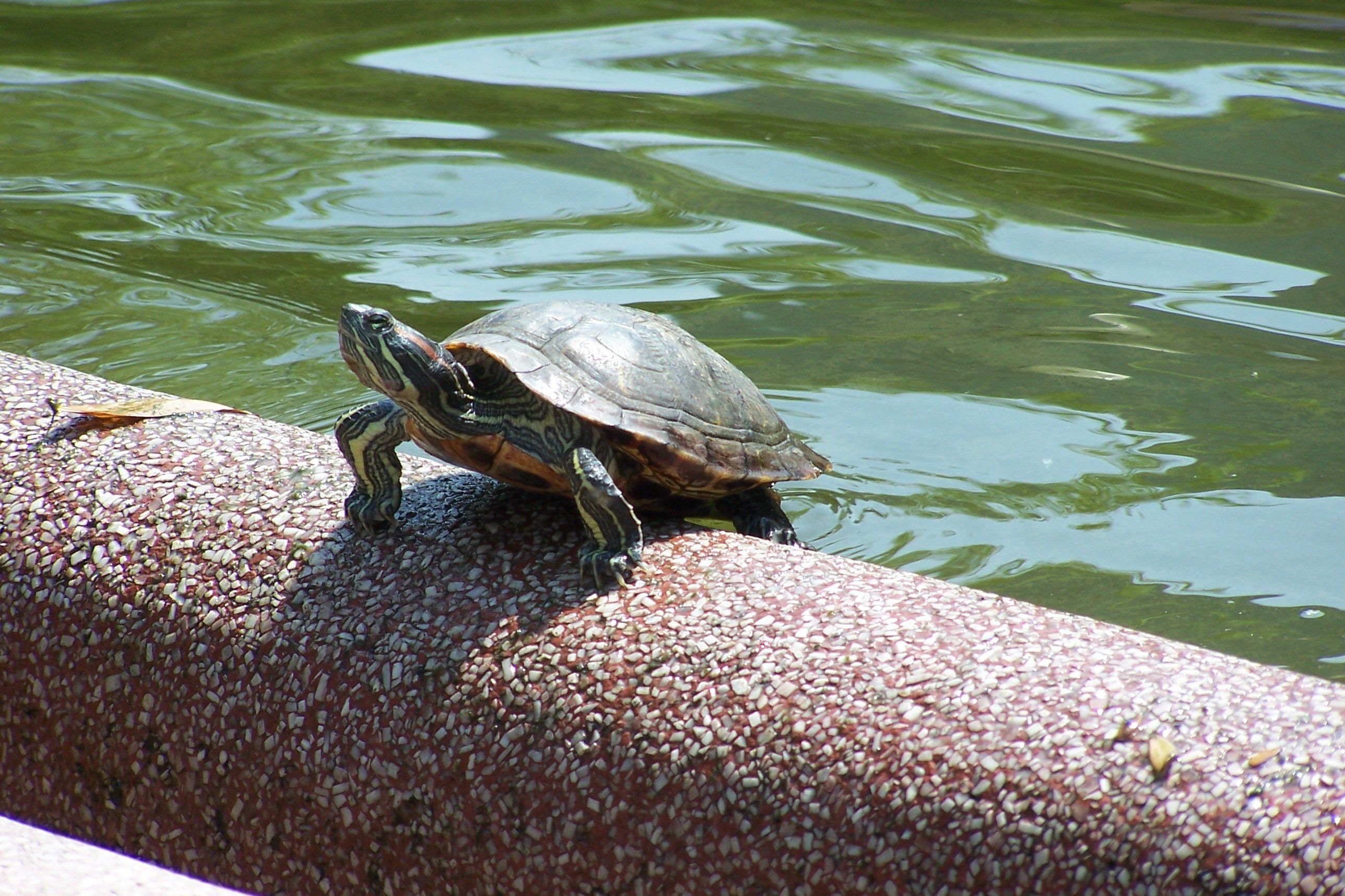 Черепахи в парке галицкого. Подмосковные черепахи. Черепаха в дикой природе. Уличные черепахи. Парк черепаха.
