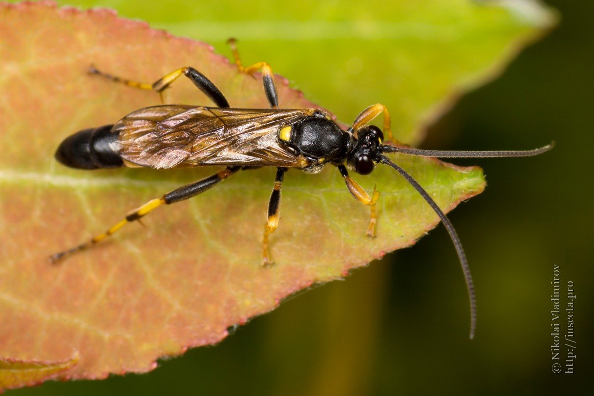 Жук наездник ихневмониды