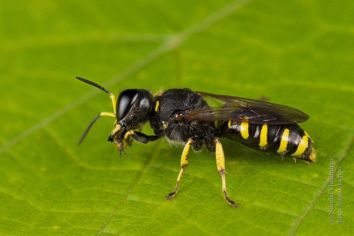 Оса отряд Перепончатокрылые