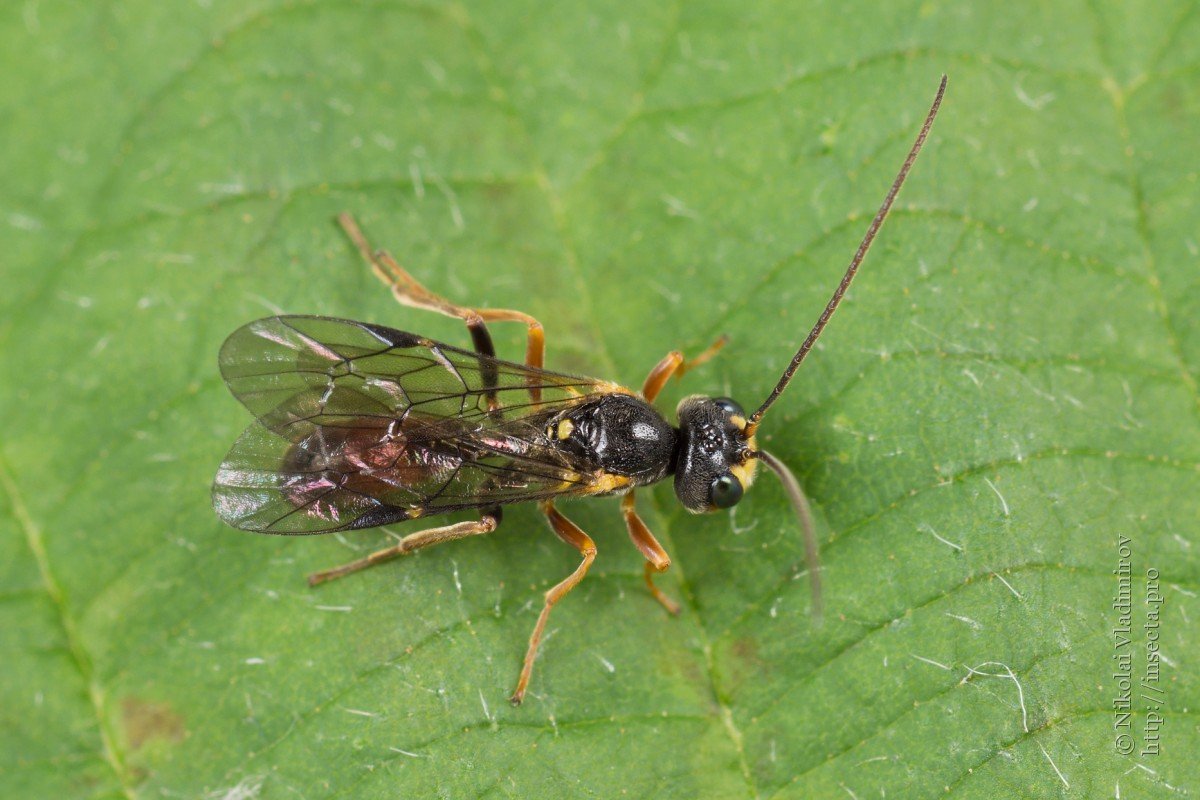 Пилильщик черносмородинный