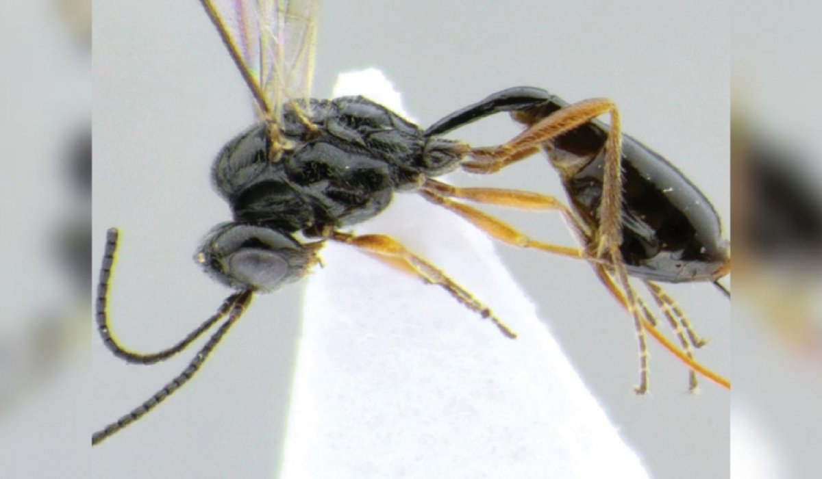 Оса паразит