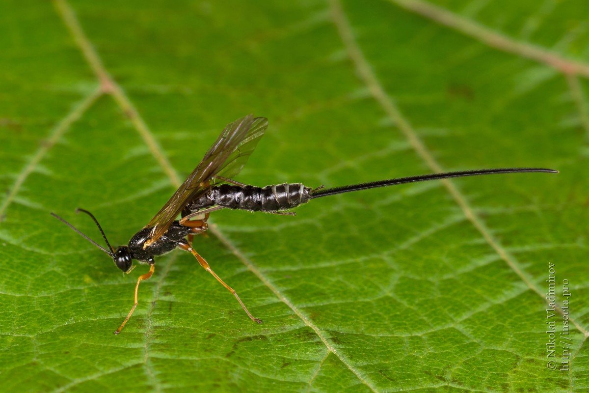 Насекомые наездники яйцеклад