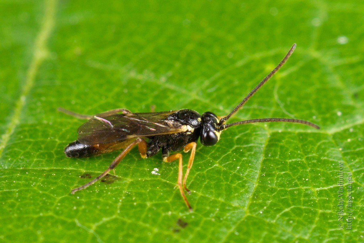 Наездники-ихневмониды Оса