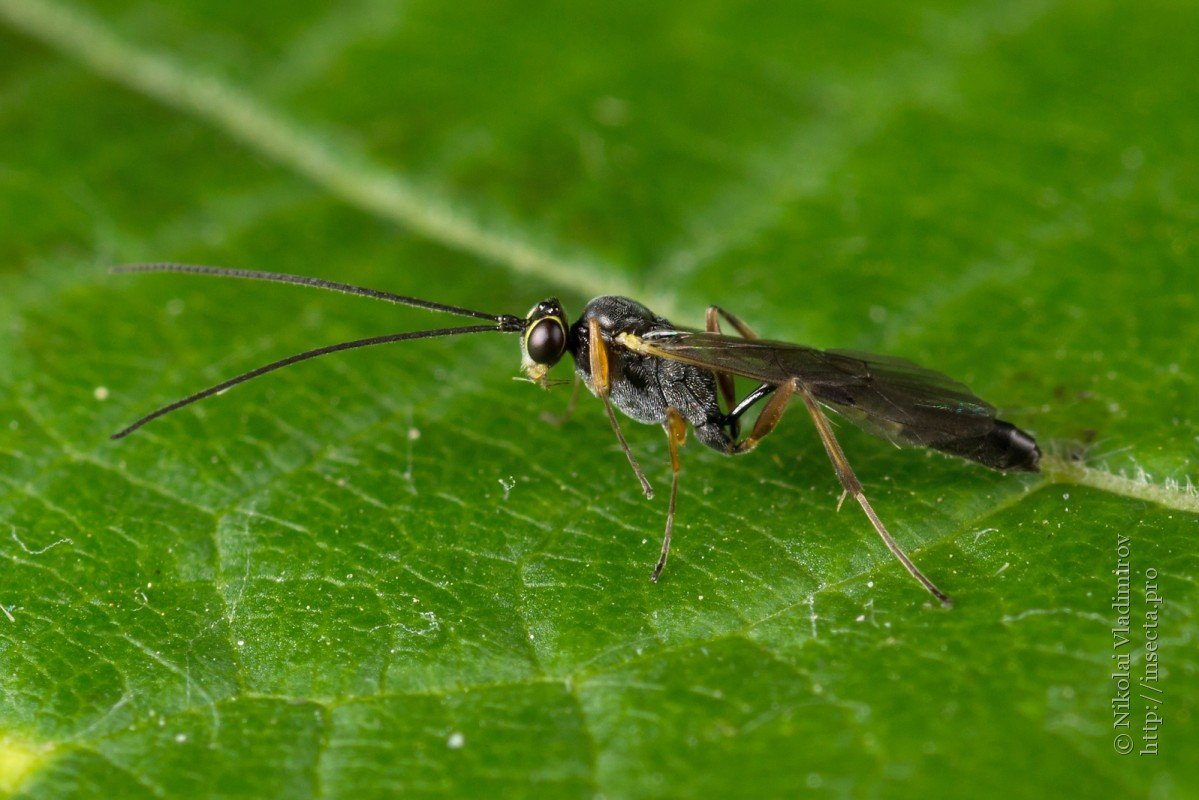 Наездник апантелес