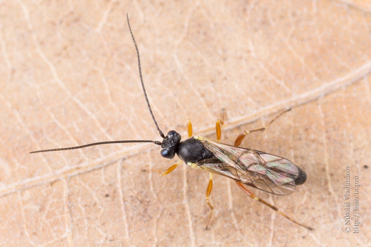 Насекомое похожее на муравья