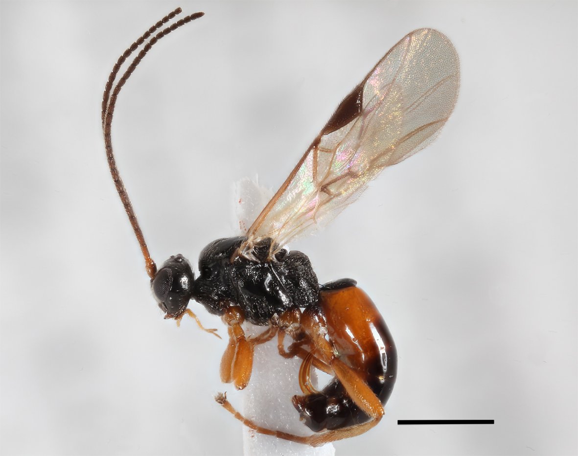 Mesochorus Stigmator
