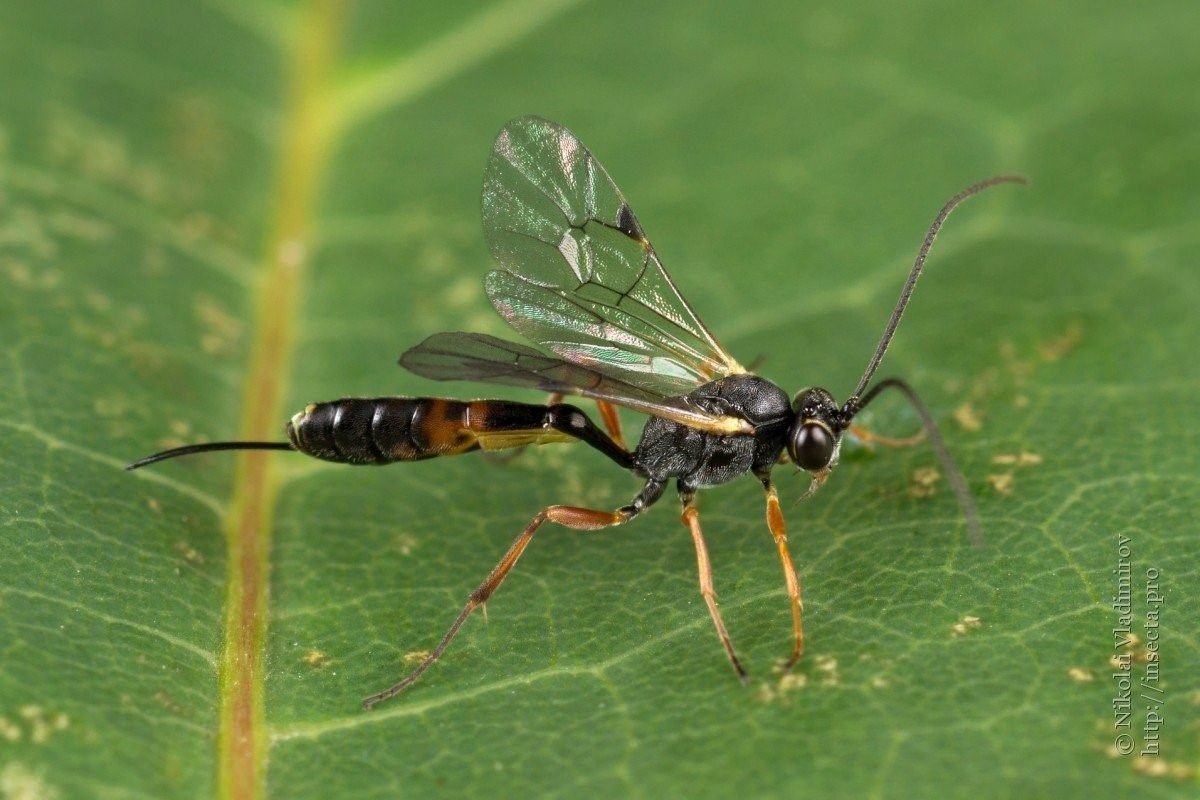 Жук наездник Рисса