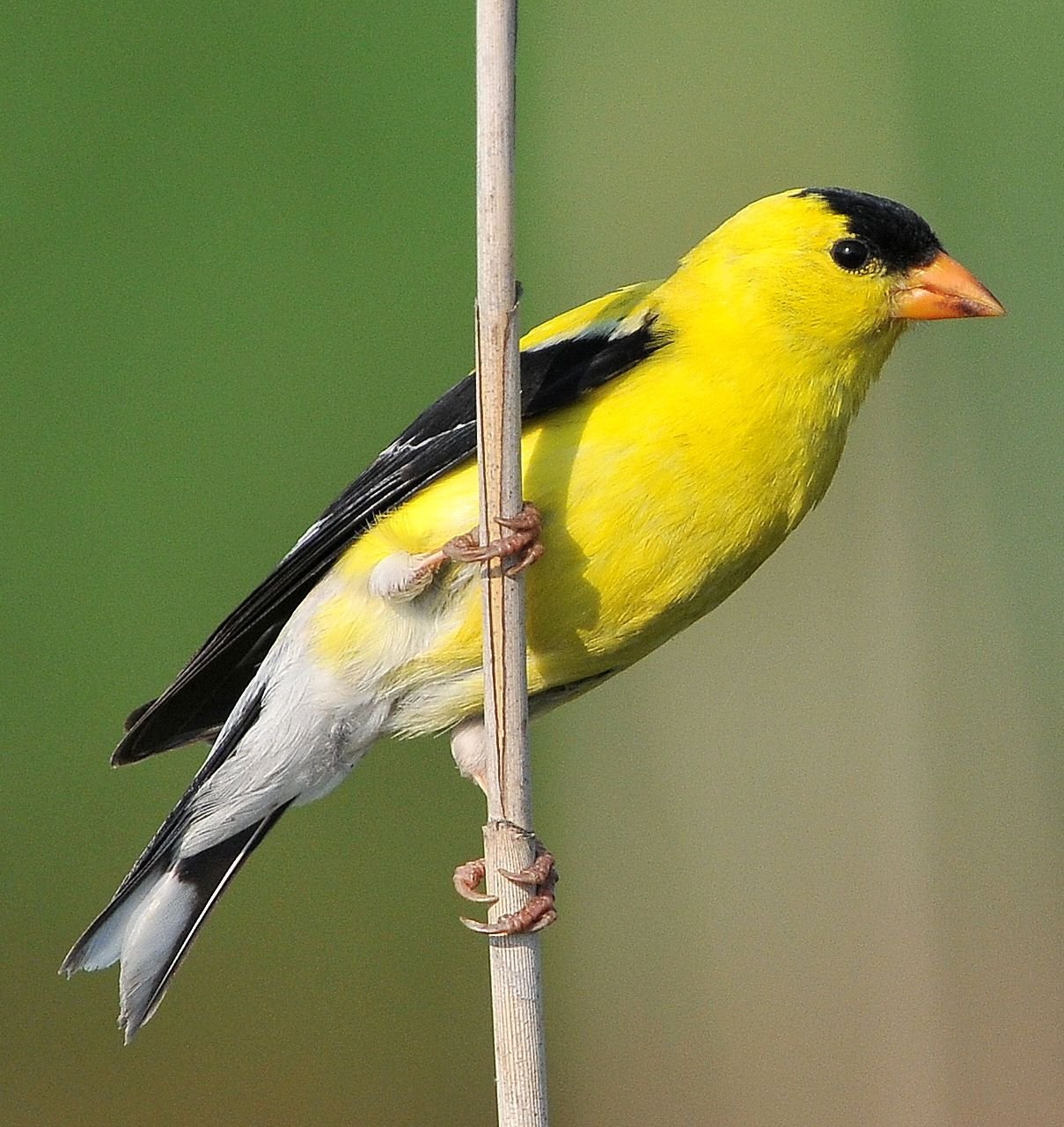 Маленькая птичка с желтыми крыльями. Иволга щегол. Eastern Goldfinch. Желтая Иволга. Иволга черно желтая.