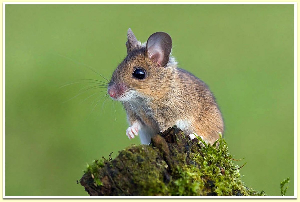 Восточно-азиатская Лесная мышь