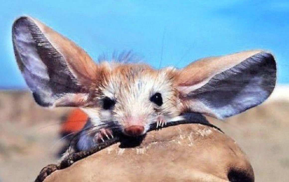 Мадагаскарский тушканчик