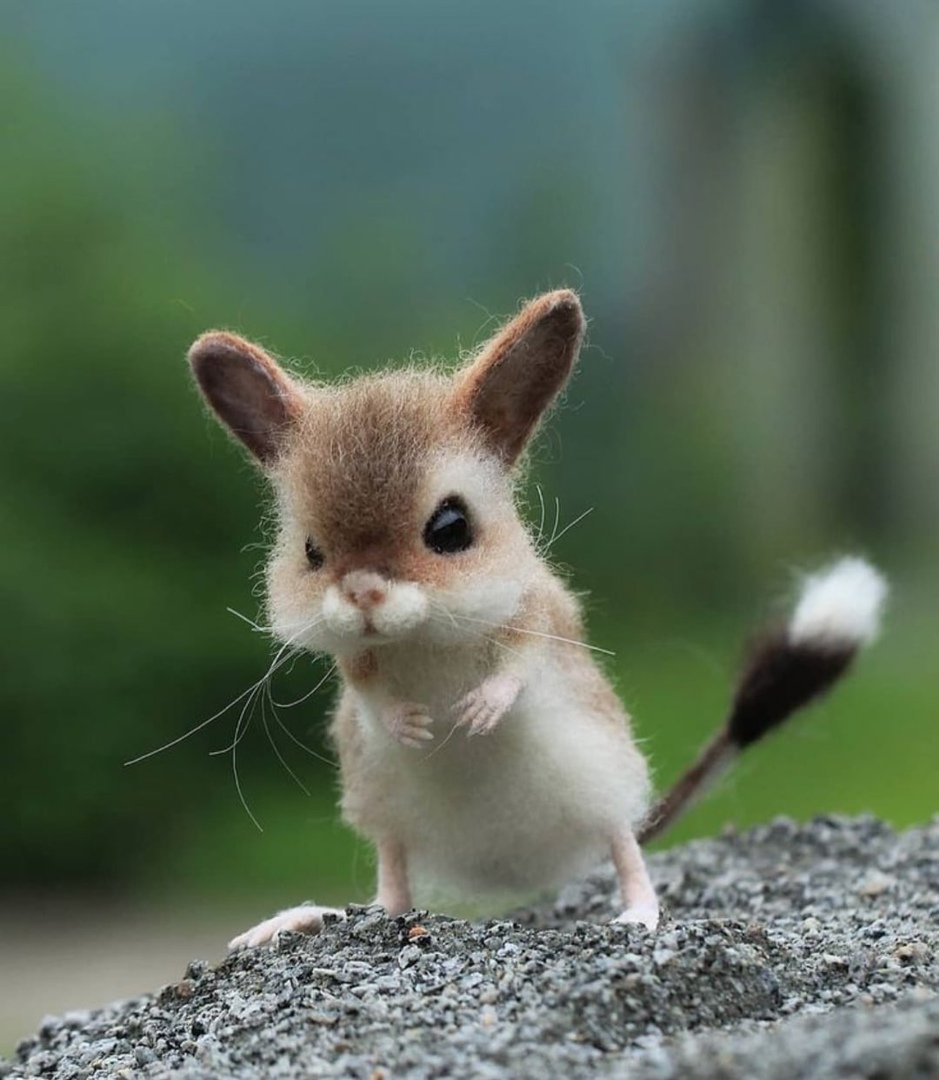 Мадагаскарский тушканчик