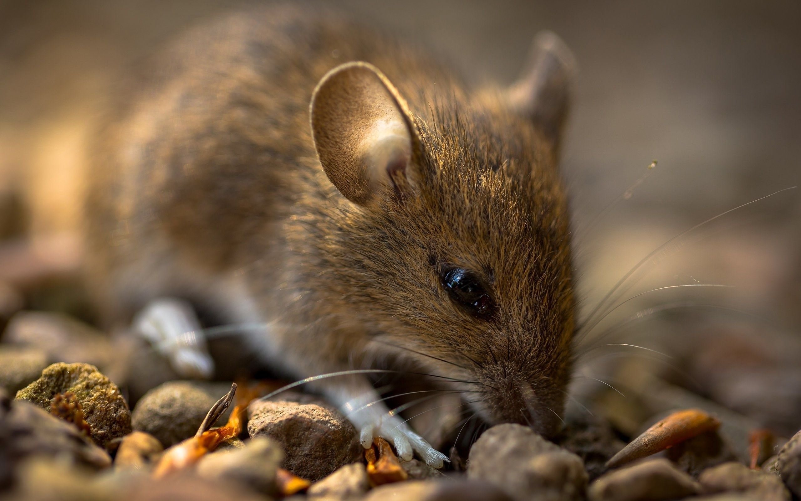 Коричневые мыши. Мышь домовая (mus musculus l.. Большеухие полевки. Лесная мышовка. Дикая мышь.
