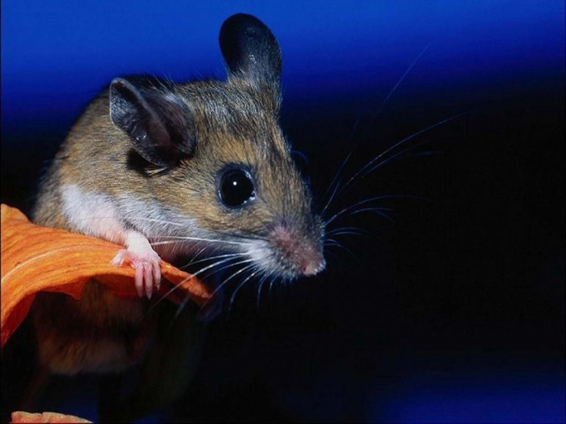 Большая мышь