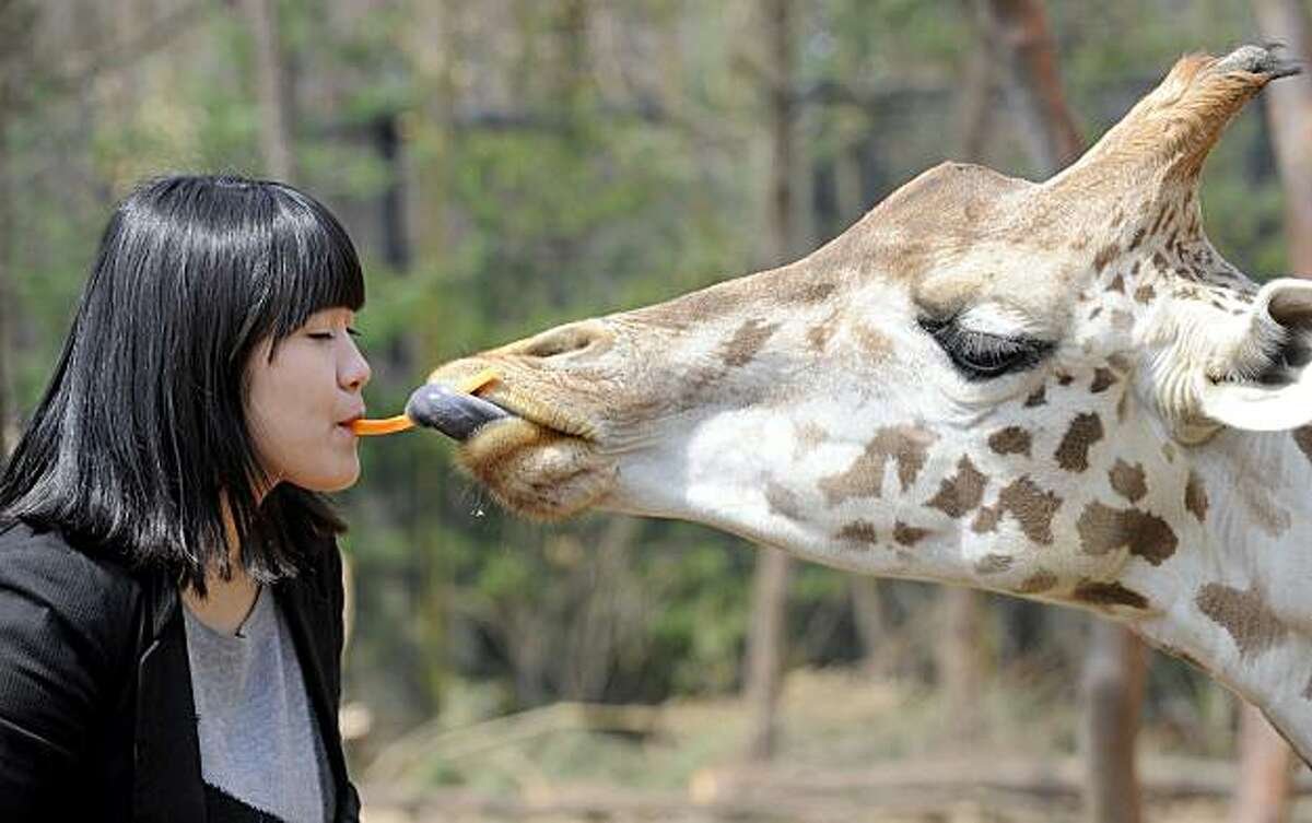 Южная Корея животный мир