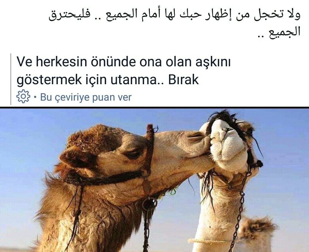 Влюбленный верблюд