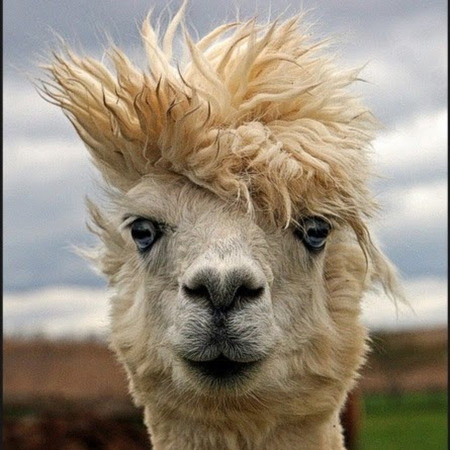 Лама с челкой