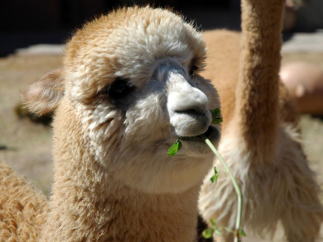 Эль Пако лама