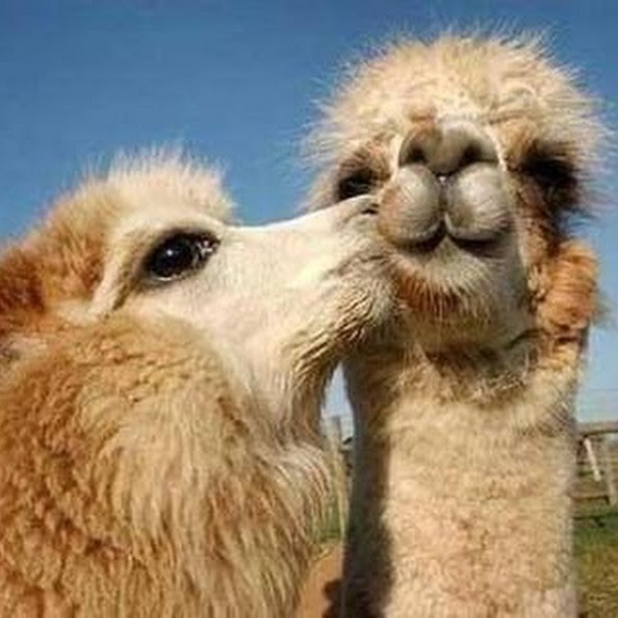 Милый верблюд