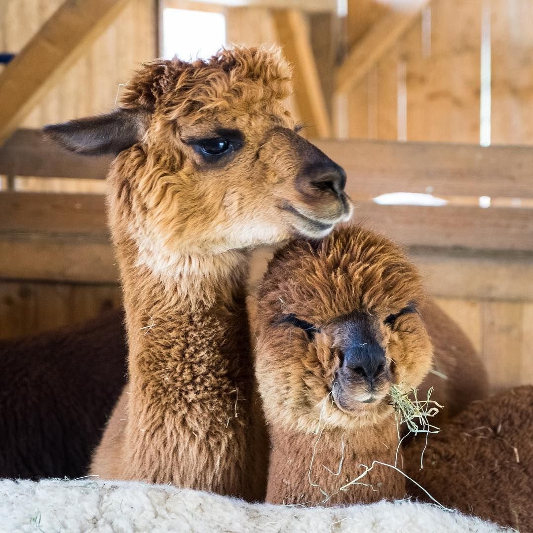 Семейство альпак
