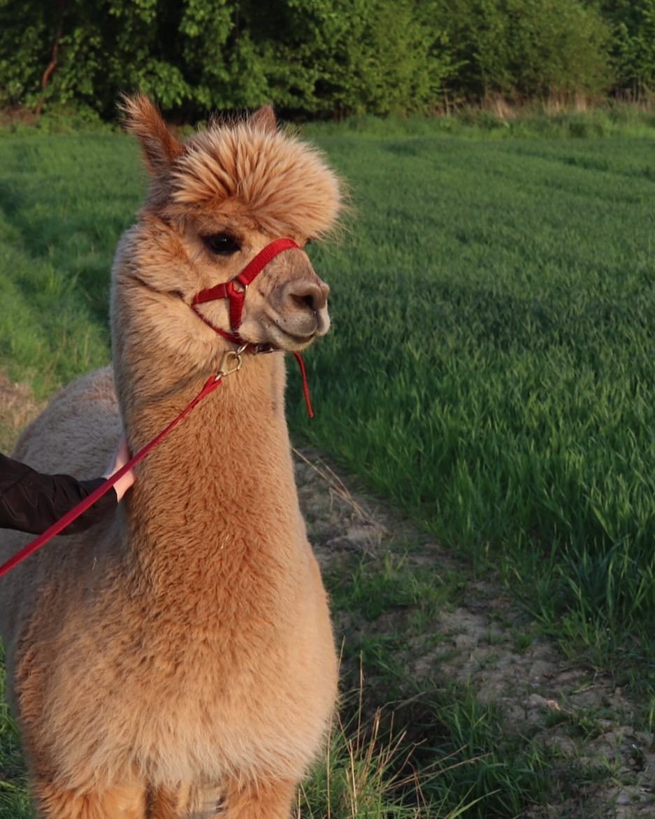 Верхом на альпаке