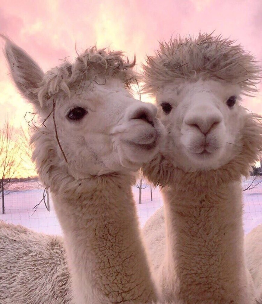 Лама альпака парочки