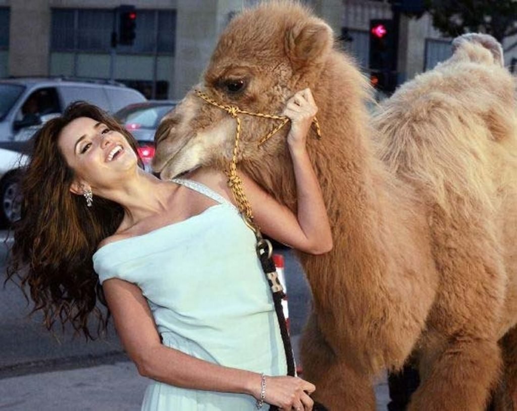 Верблюд прикольный