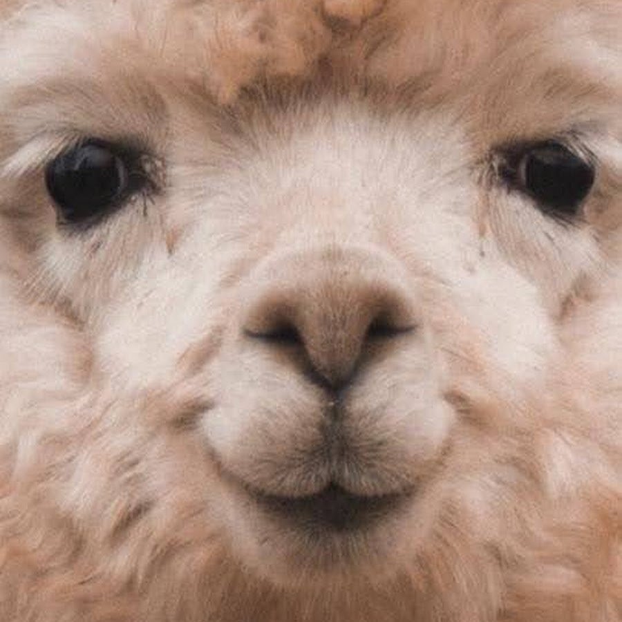 Эстетика овечек пушистых