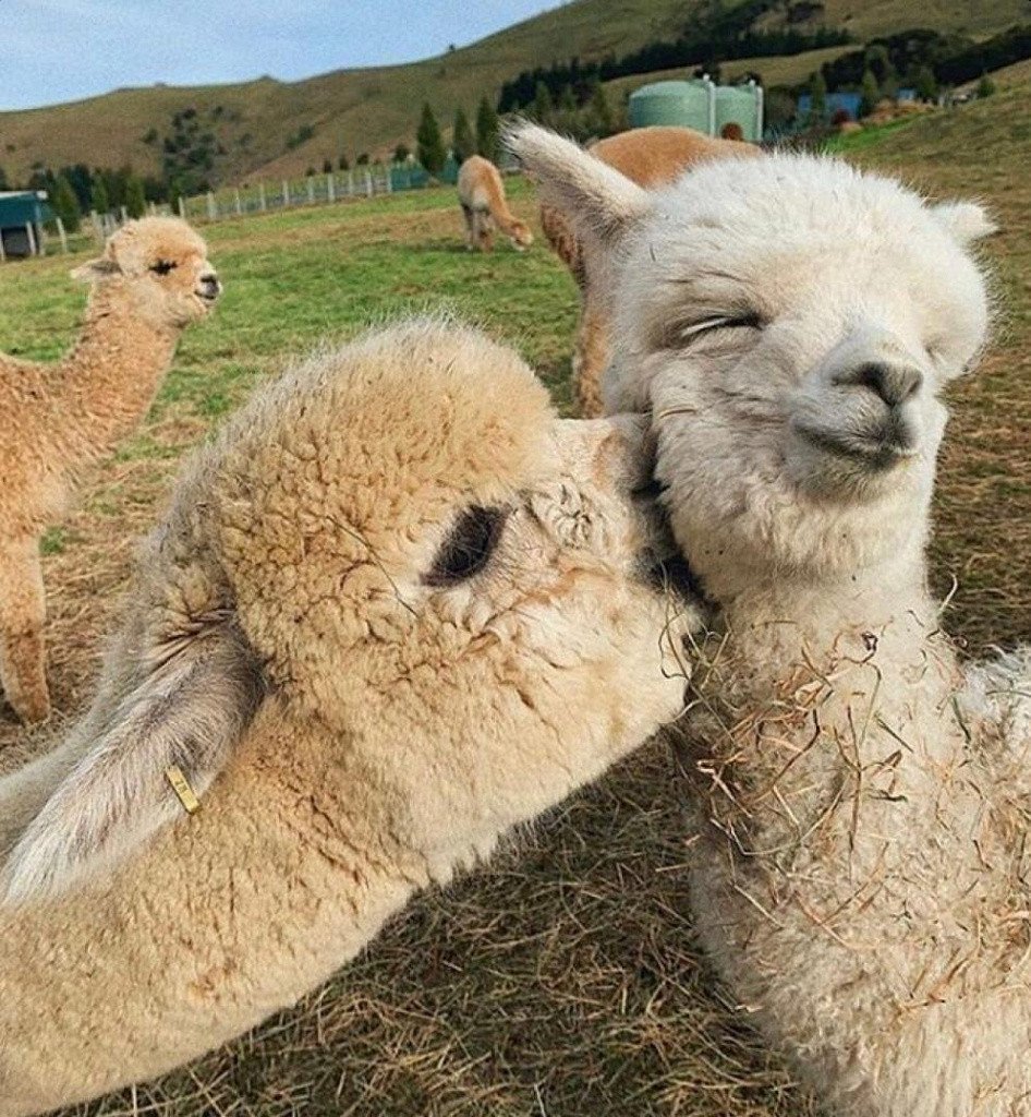 Смесь ламы и альпаки