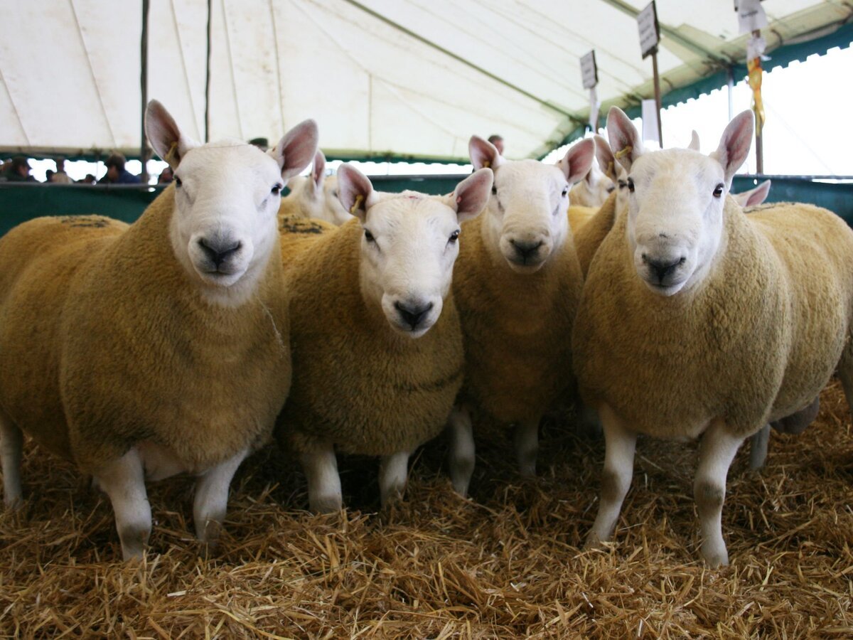 Бордер Лейстер порода овец