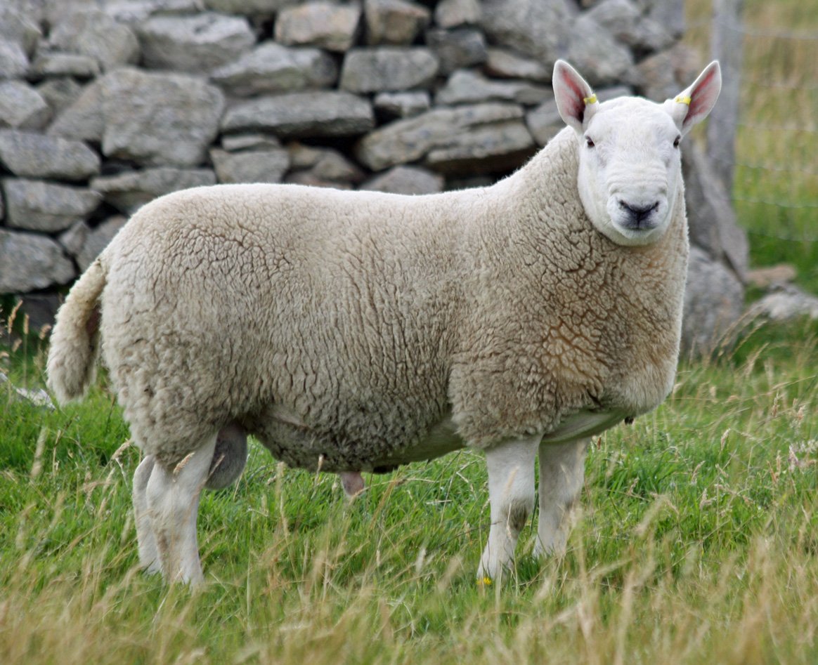 Тянь Шаньская порода овец