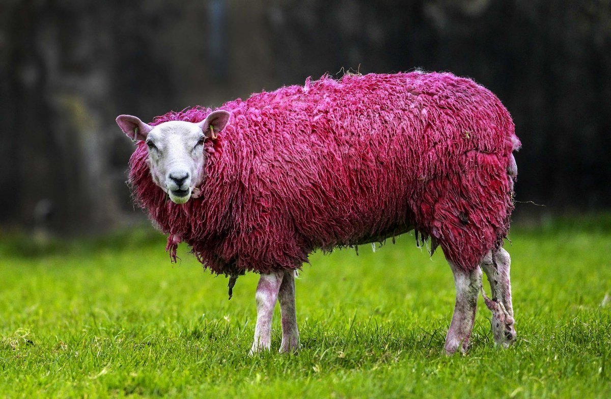 Крашеные овцы