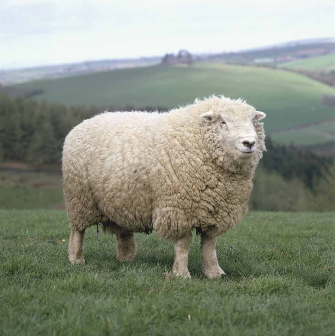 Ромни-марш порода овец