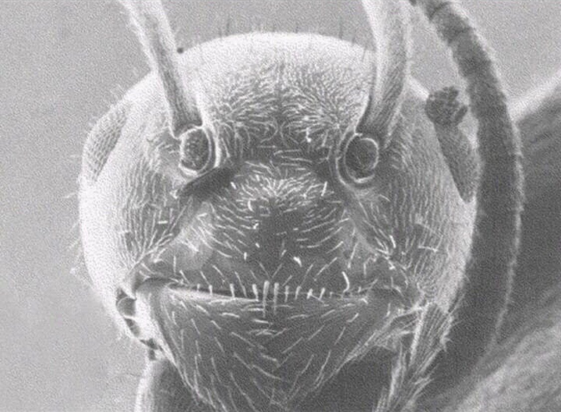 Муравей через электронный микроскоп