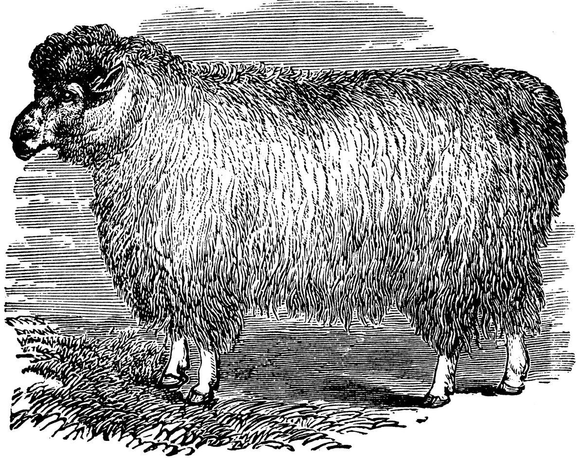 Овца победила лен значение